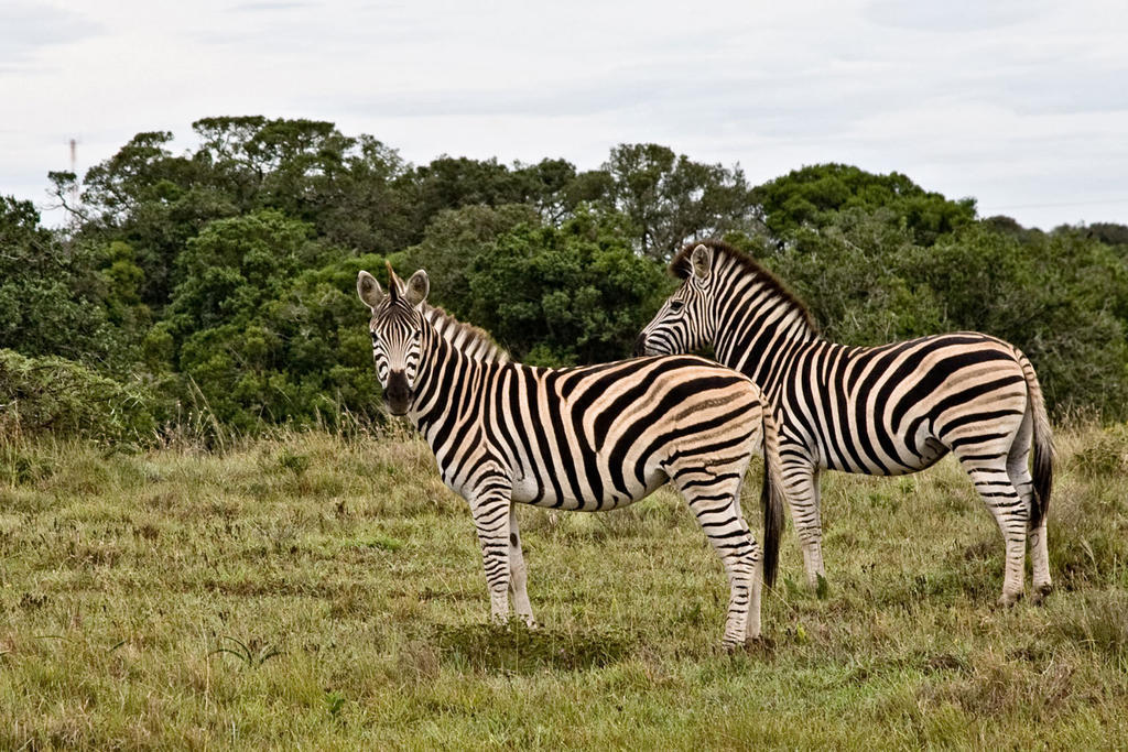 Bush Lodge - Amakhala viltreservat Exteriör bild