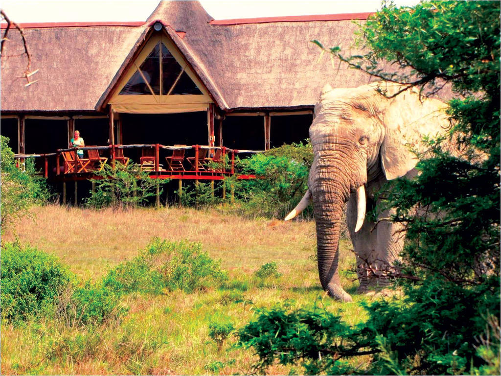 Bush Lodge - Amakhala viltreservat Exteriör bild
